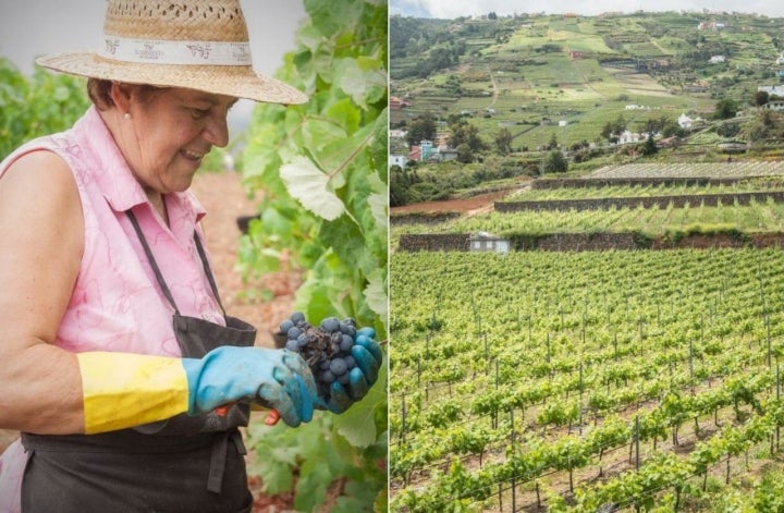 Canarias es también una reserva de sarmientos de uva históricos que dejaron quienes pasaron por aquí.