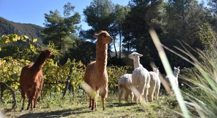 ¿Cuántos viñedos tiene un rebaño de alpacas? Foto: 'Can Marlès'.