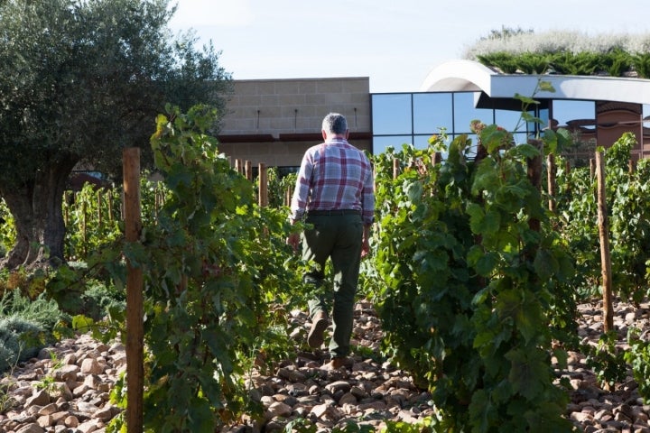 Bodegas centenarias de Haro: Ramón Bilbao (viñas junto a la bodega)