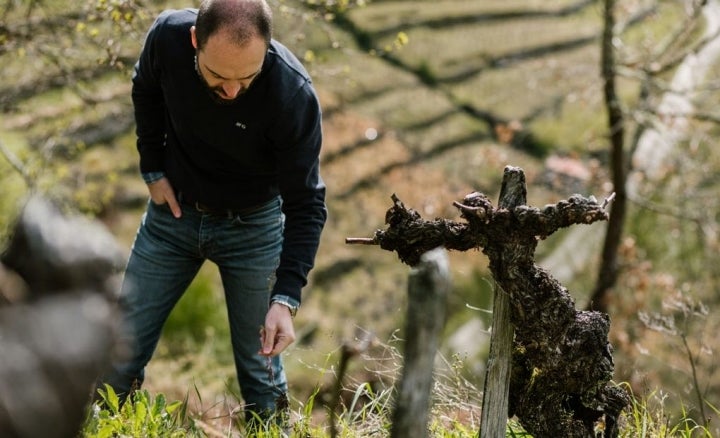 Carlos examina una vid centenaria de Finca Rosende.