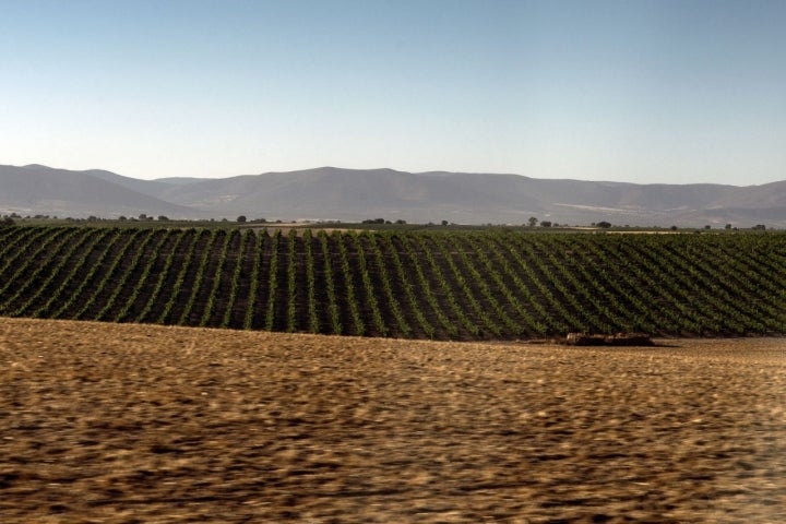 Viñedos de la Mancha.