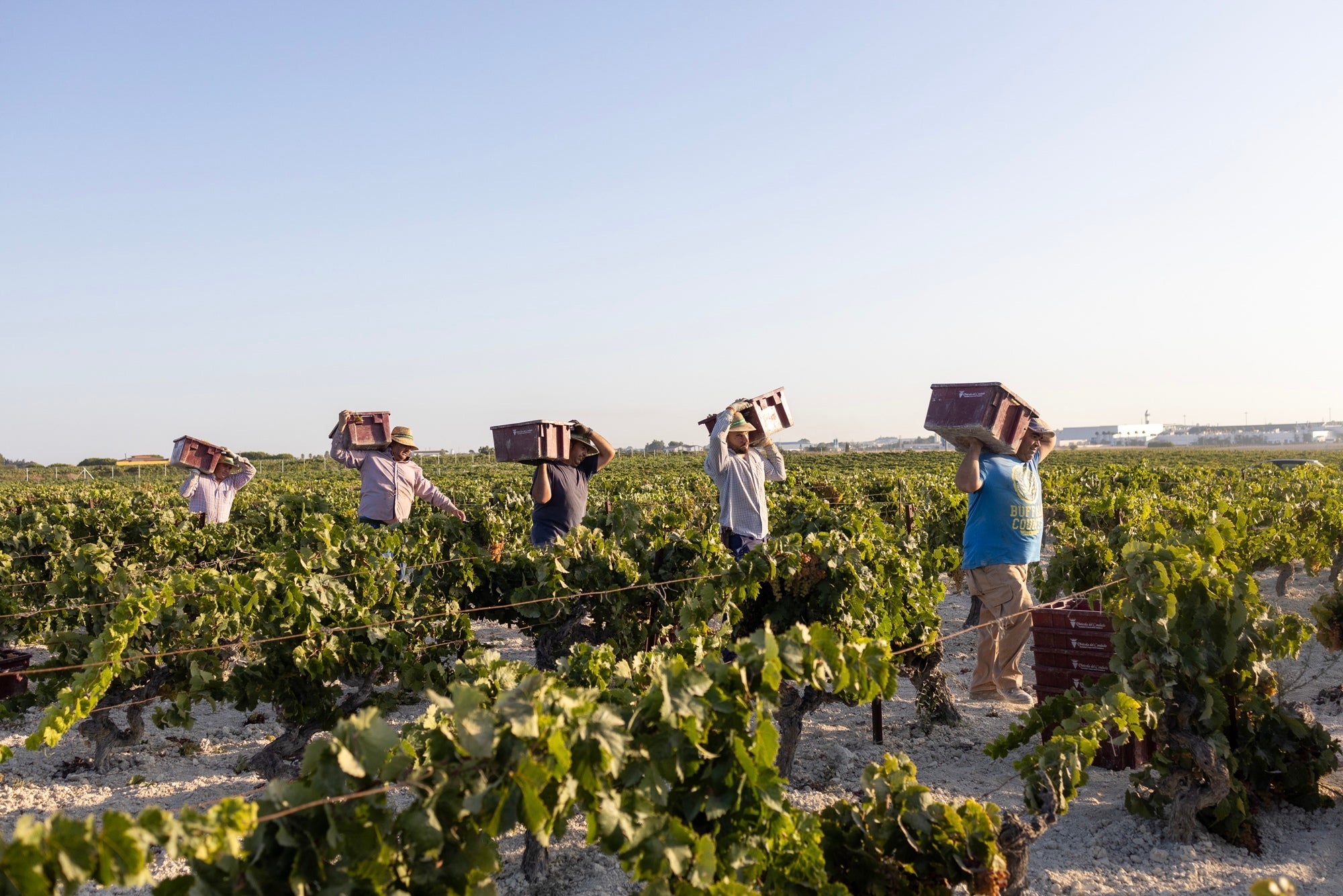 Vinos de pasto Jerez