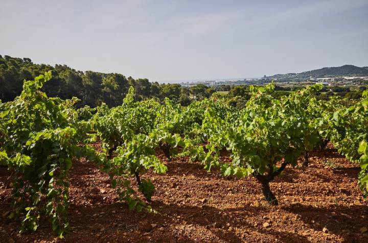 Bodega 'Mas Molla': los viñedos con Sant Antoni de Calonge al fondo