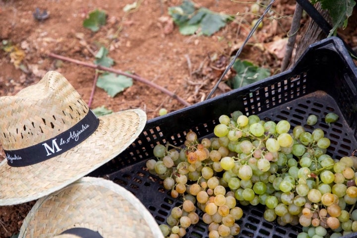 Cajones con racimos de moscatel