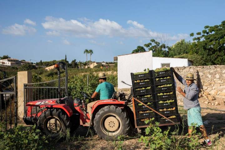 Tractor cargando cajones de uva moscatel