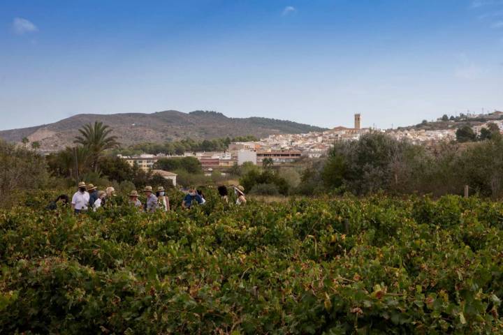 Vista general del viñedo de Finca La Alberca.