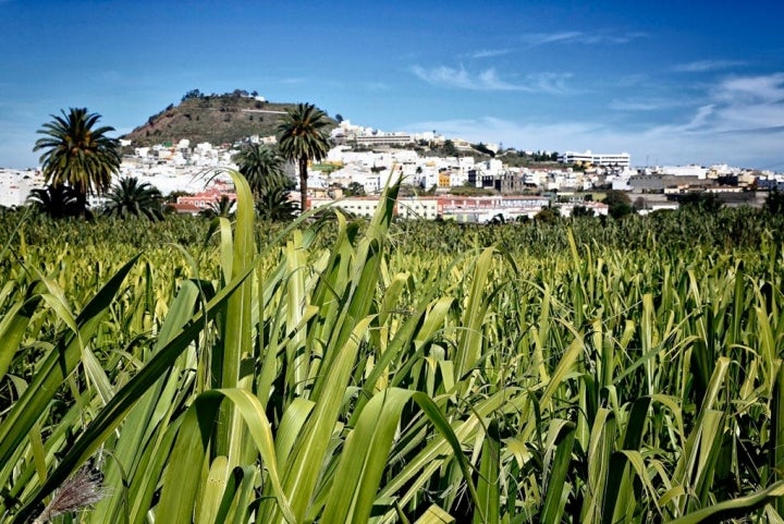 Todos los rones de 'Arehucas' llevan una parte de la caña de azúcar de las plantaciones de Arucas.