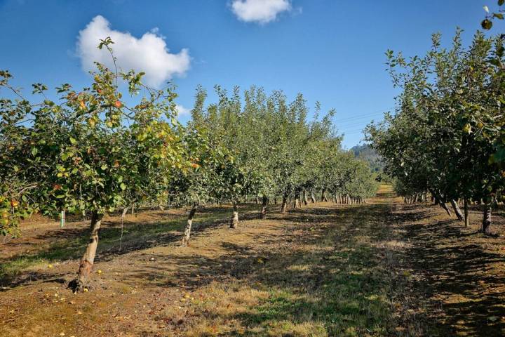 Sidra 'El Gaitero': campo de manzanas