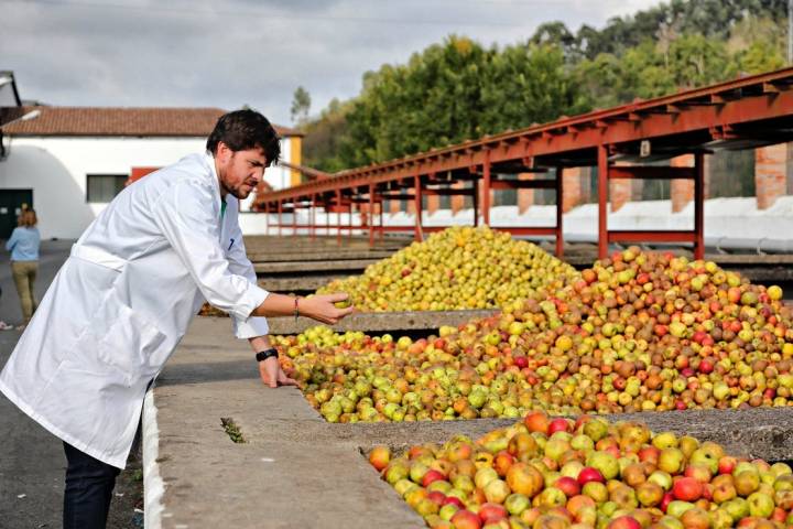 Sidra 'El Gaitero': manzana en el canigú