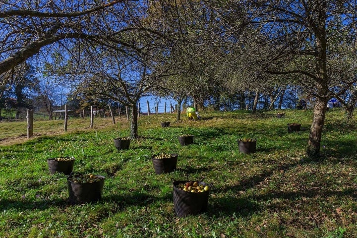 Hay más de 500 variedades de manzana, de las que 76 están aceptadas por la Denominación de Origen Protegida.