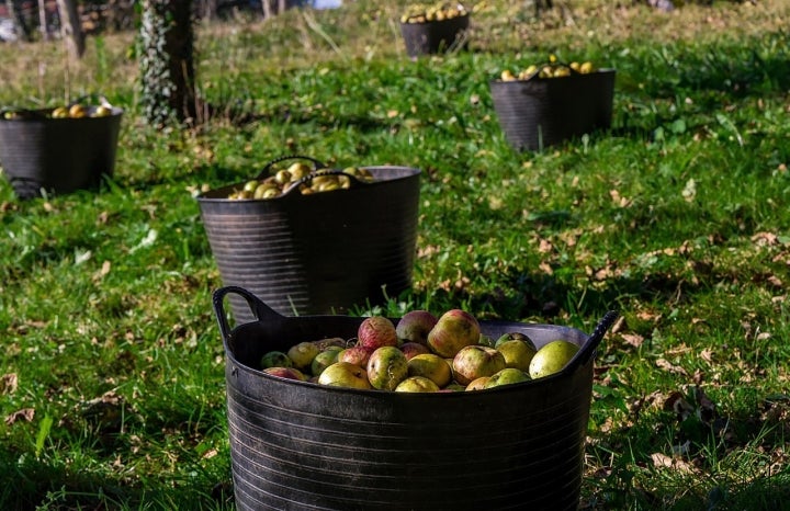 'Sidra Viuda del Angelón' Nava Asturias