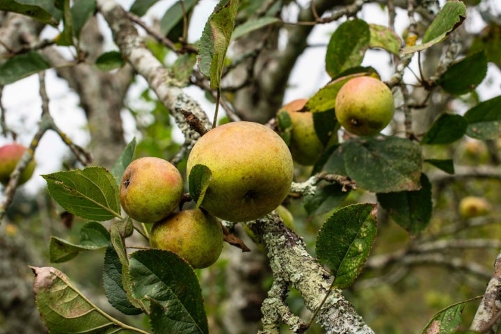 Sidrería Astarbe: manzanos