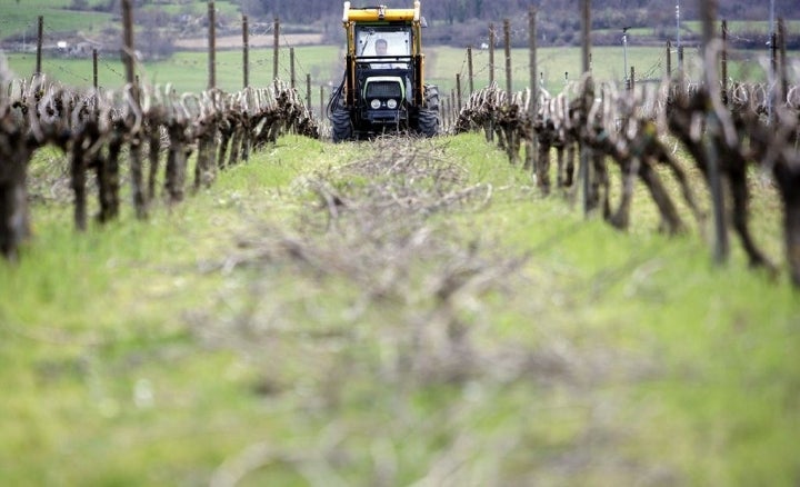 Cuidados en las viñas de Artomaña Txakolina. Foto: Arabako Txakolina.