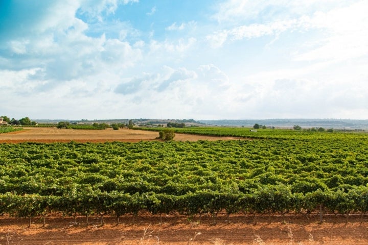 Vendimia en Mallorca (viñedos a pie de bodega)