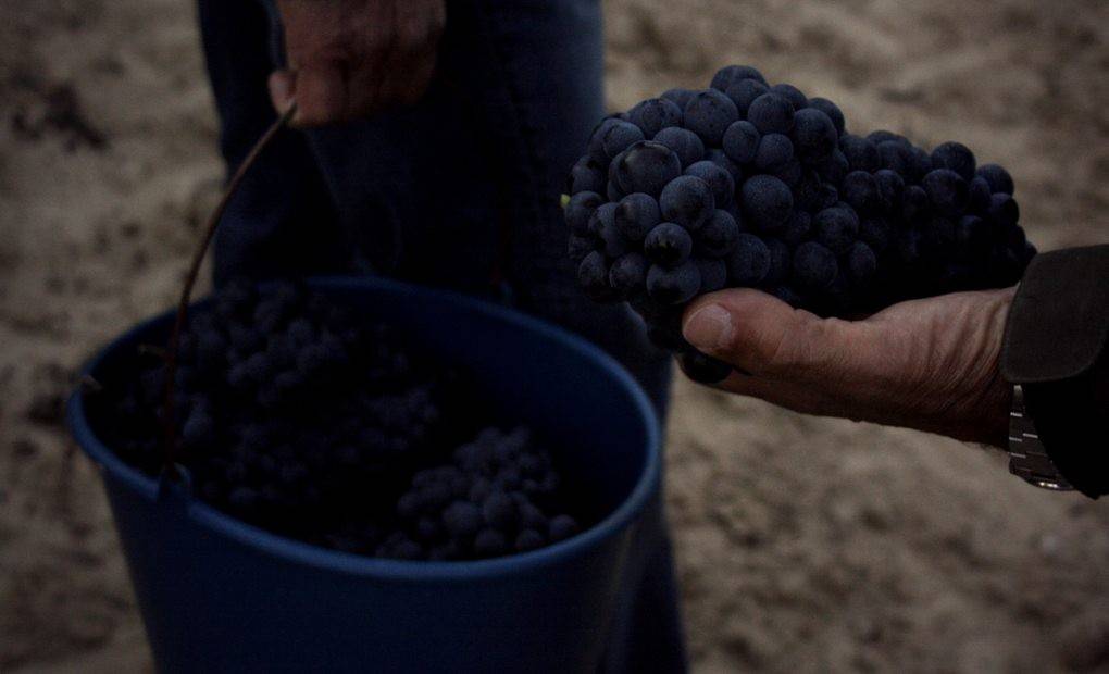 Tiempos de vendimia en La Rioja Alavesa