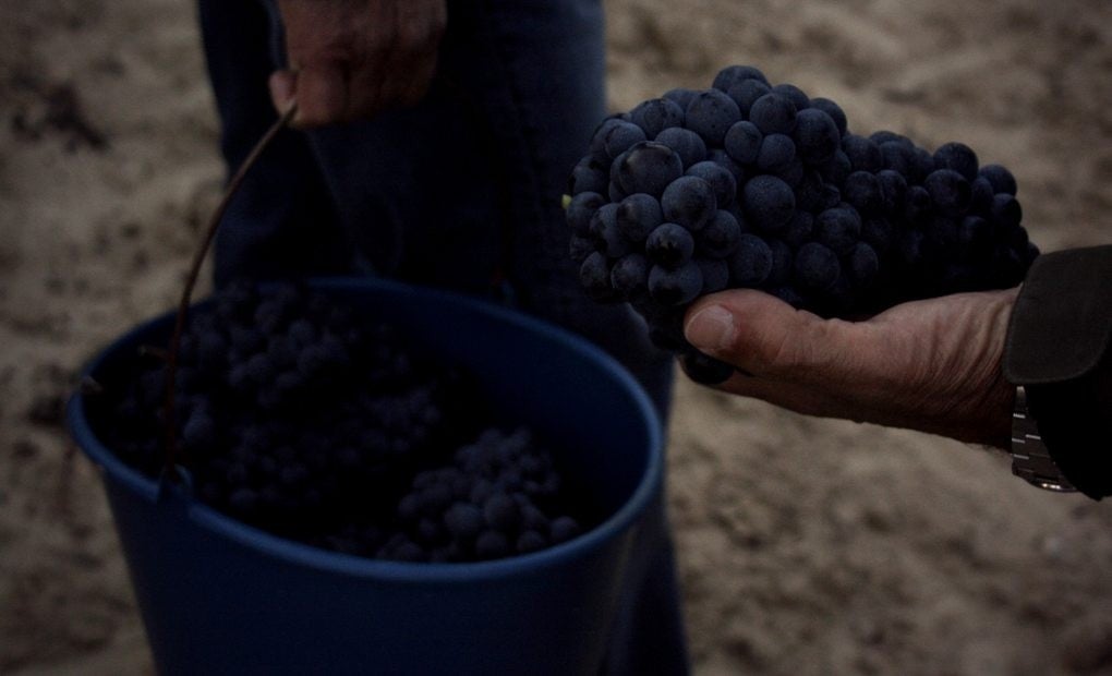 Muestra de uvas en Finca de Remirez de Gaznuza, La Rioja Alavesa