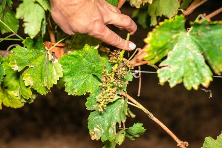 Racimo de uvas pelado tras pasar la cosechadora