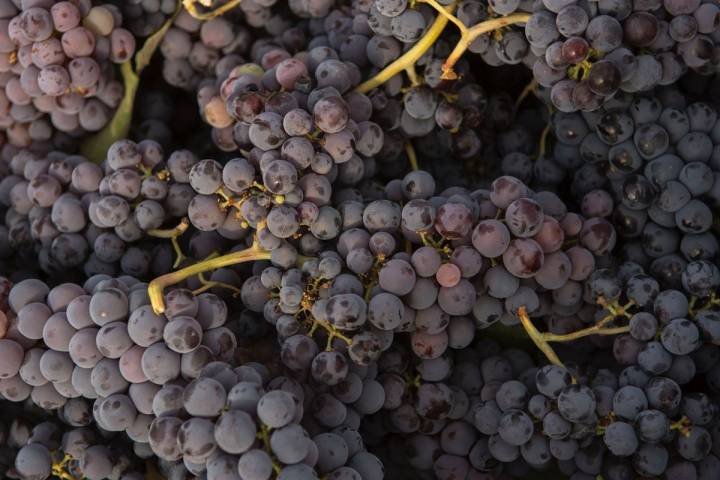 El jugo de los casi dos mil kilos de uva irán a reposar de inmediato después de ser estrujados y despalillados.