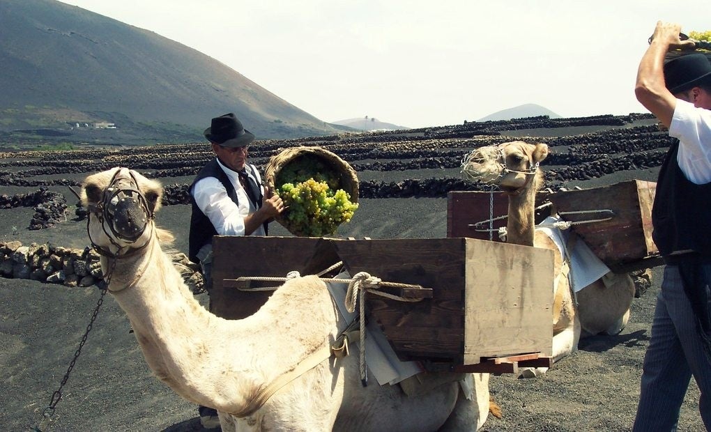 Homenaje a la vendimia tradicional de Lanzarote con dromedarios.