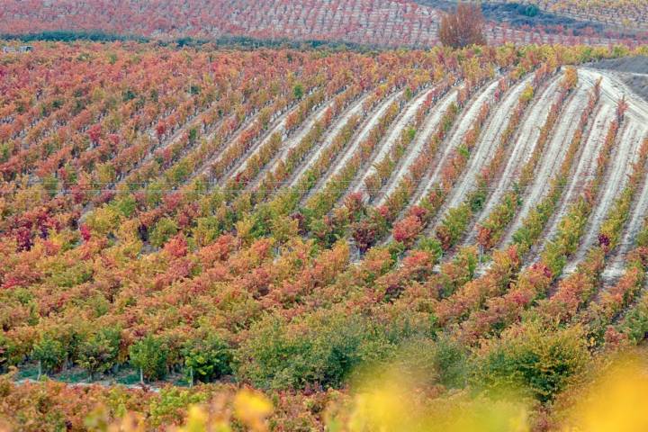 Bodega Bideona (Rioja Alavesa): fincas de viñedos