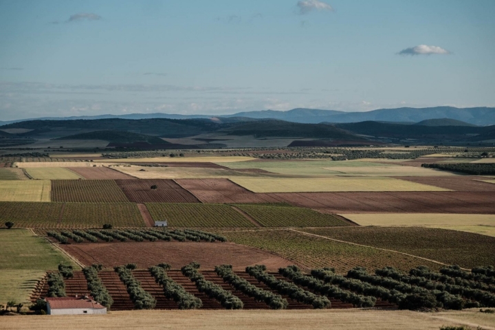 Vistas desde la parte más elevada del viñedo de los hermanos José y Gregorio López.
