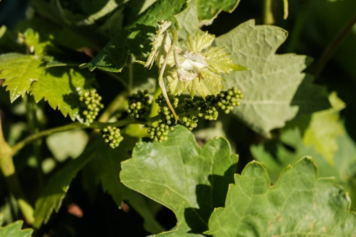Racimos de uvas creciendo en la vid.