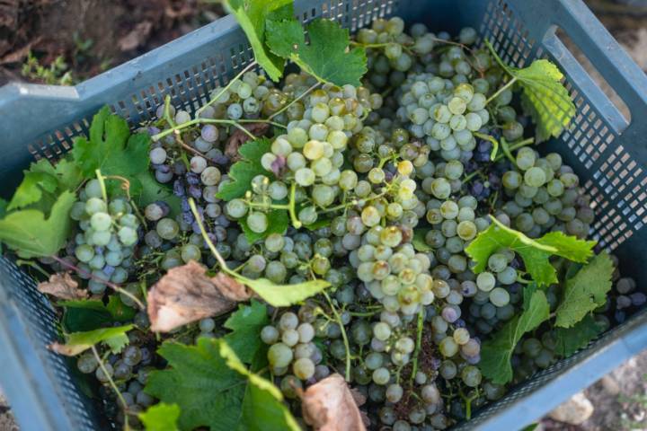 Racimos de uva verdejo en un cajón