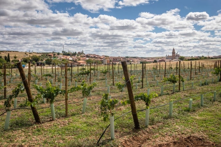 Viñedos a las afueras del municipio de Rueda