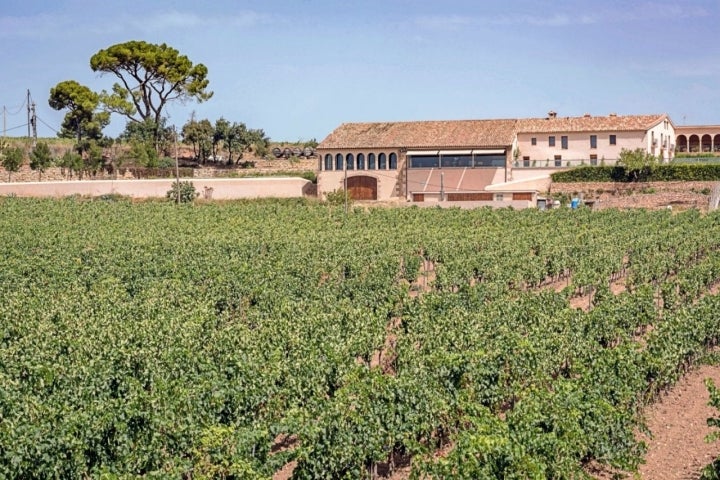 Vins Familia Ferrer: finca 'La Freixeneda'