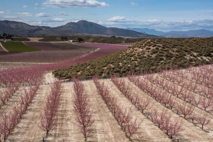 La floración de los melocotoneros pintan de rosa el paisaje.