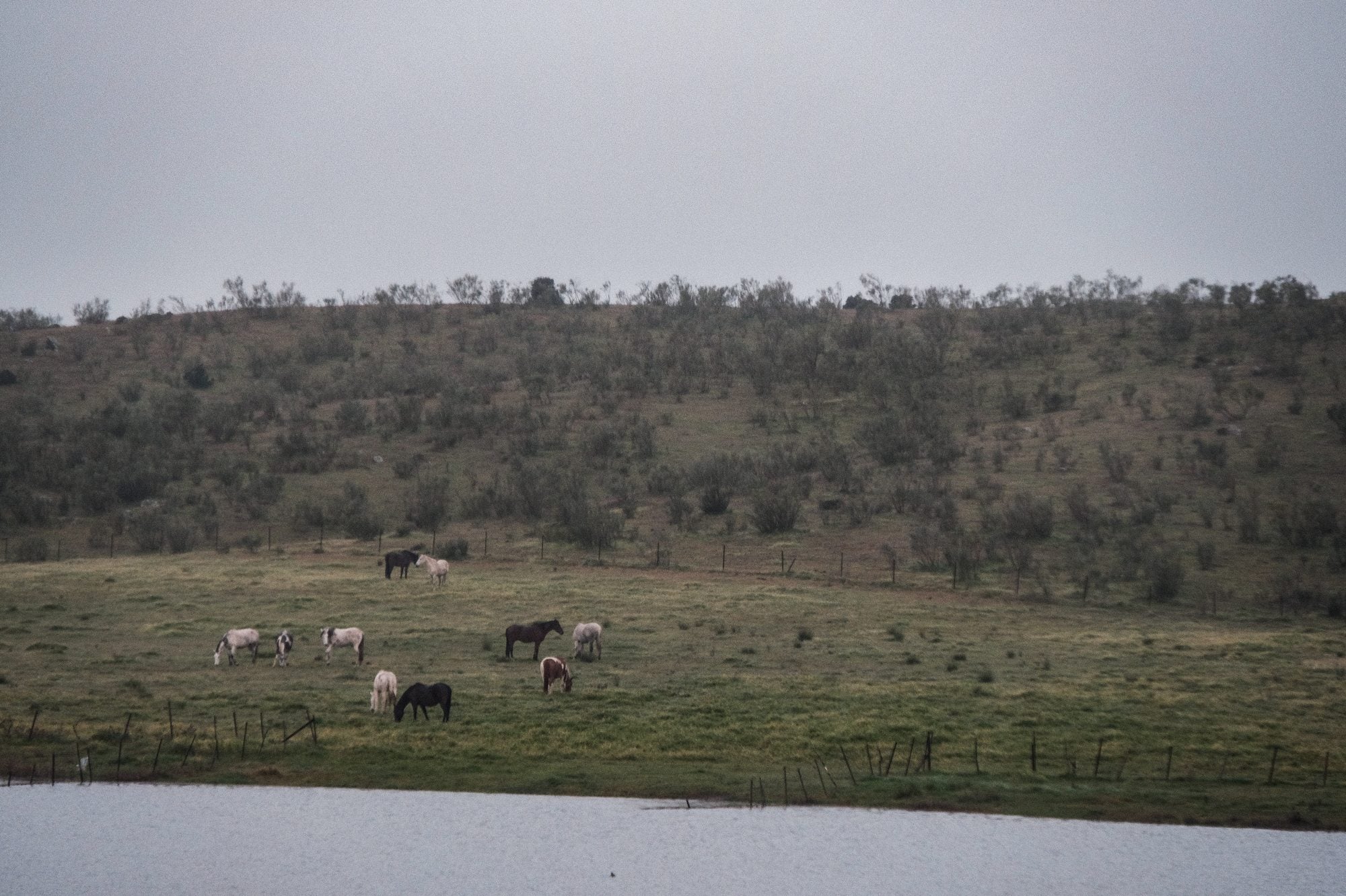 Los caballos pastando al lado del lago. Cruce de caminos, hotel rural, equinoterapia.