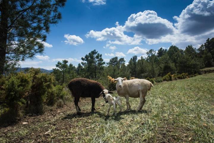 Una oveja recién nacida en una de las rutas por la naturaleza que rodean la masía de la casa rural Mar de la Carrasca, en el parque natural de Peñagolosa, Castellón.