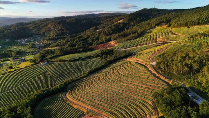 Viñedos.