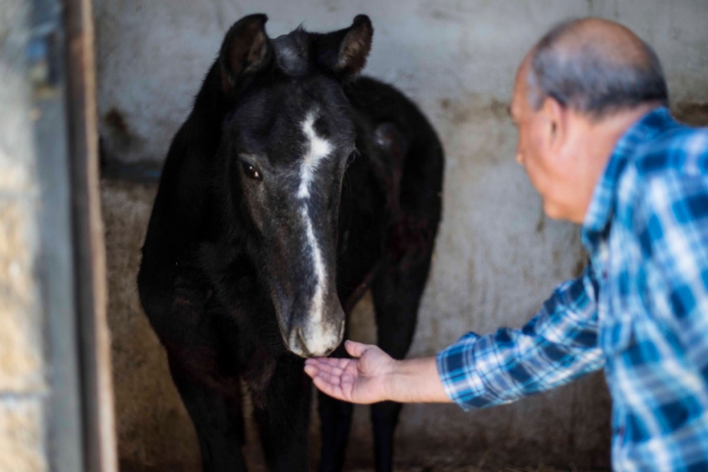 El hotel que aloja desde un canario hasta un caballo