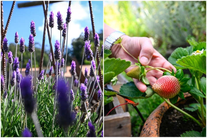 En el huerto, las flores aromáticas comparten espacio con plantas herbáceas como el fresal.