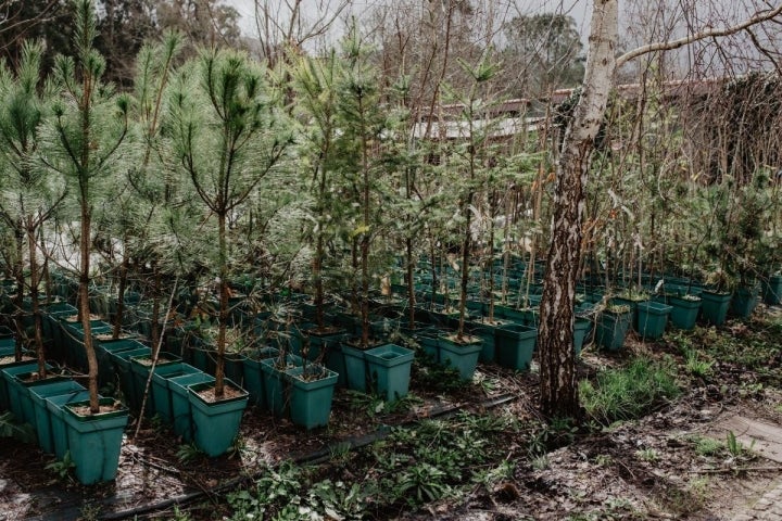 Castaños micorrizados listos para ser plantados.