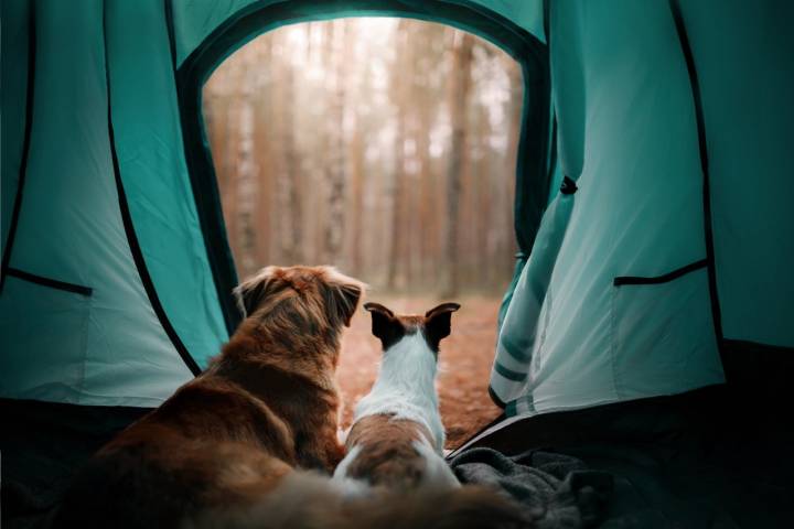 Un camping con mascotas para unas vacaciones con toda la familia. Foto: Shutterstock.