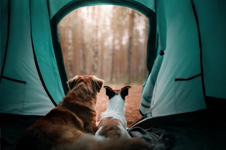 Vacaciones de camping: claves y consejos, Guía Repsol