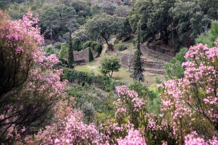 El entorno de Las Hurdes resplandece en primavera.