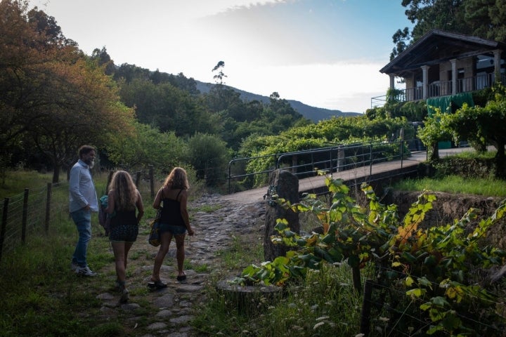 Atardece camino de la bodega, a las uvas les quedan solo unos días para la recolección.