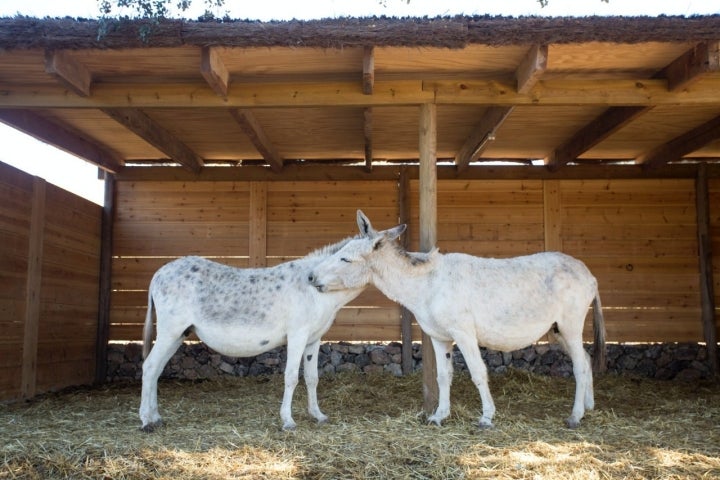 burros en finca la donaira