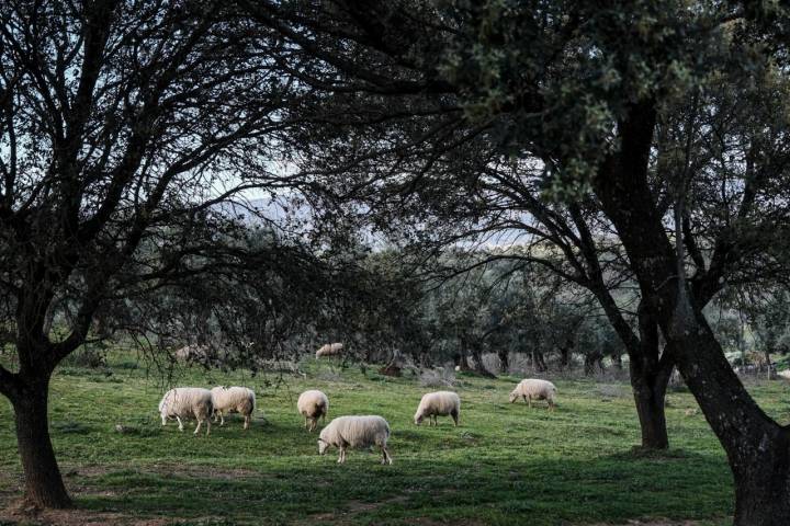 Parte del rebaño de ovejas pasta en la zona del olivar.