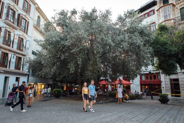 Hotel Cort (Mallorca) olivo