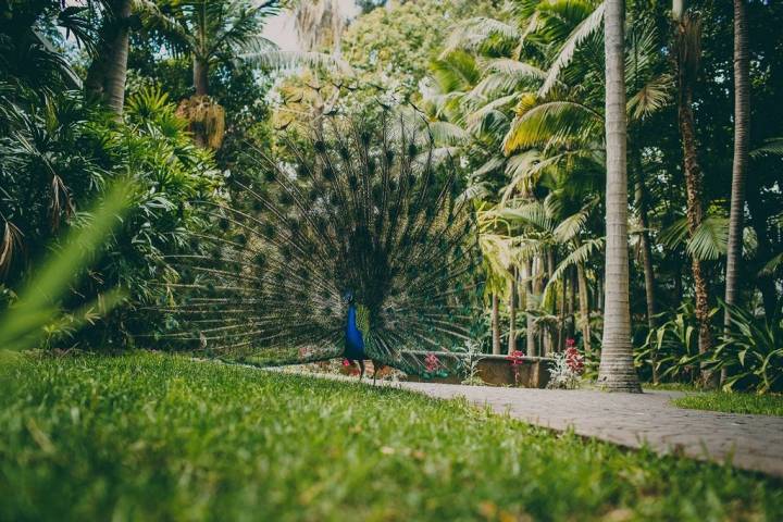 La colonia de pavos reales y el Drago centenario son dos atractivos del Jardín de la Marquesa.