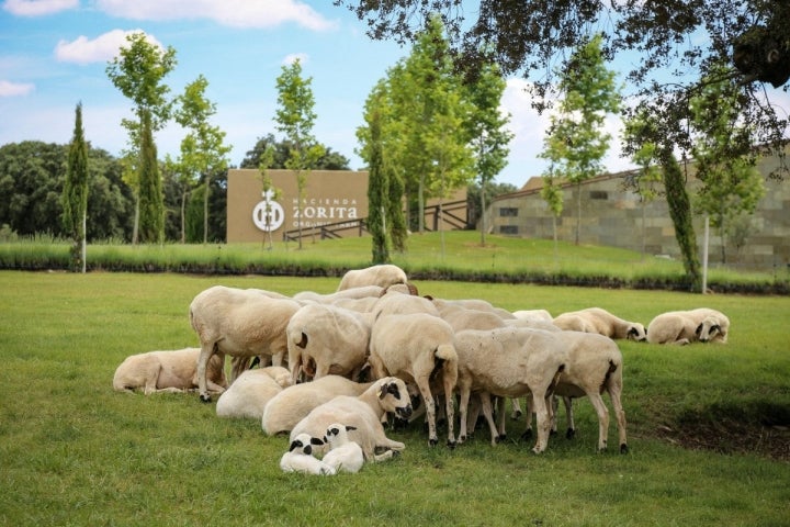 Ovejas pastando en la finca de la Hacienda Zorita (Salamanca).