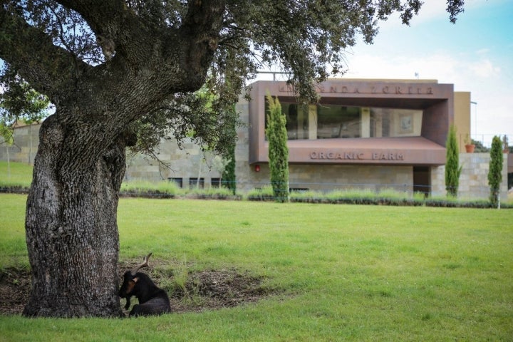 A diez minutos del hotel se encuentra 'Hacienda Zorita Organic Farm', donde se centra la producción de sus galardonados vinos, aceites, jamones...