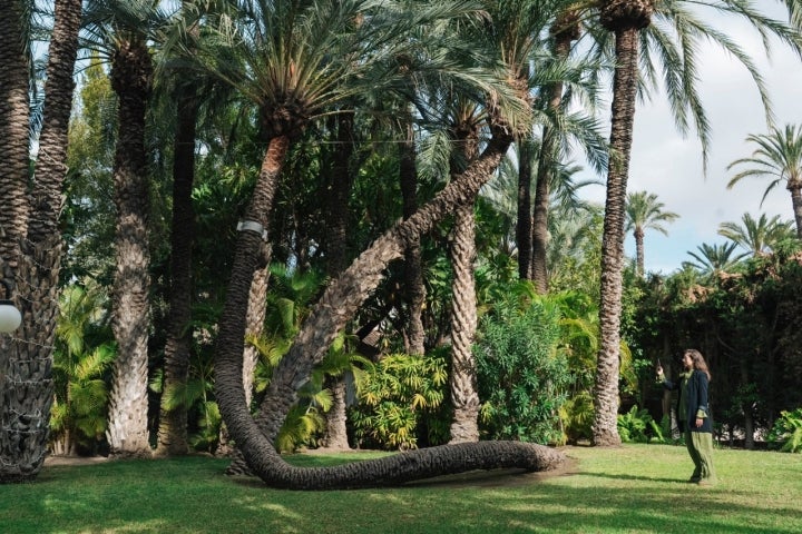 La conocida como palmera "cobra”.