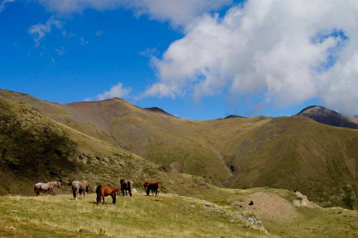 Hotel rural 'Mas El Mir': caballos salvajes