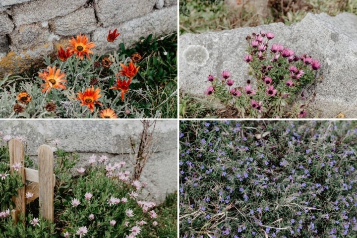 Florecillas que crecen en el hotel Semáforo de Bares, en Mañón, A Coruña.