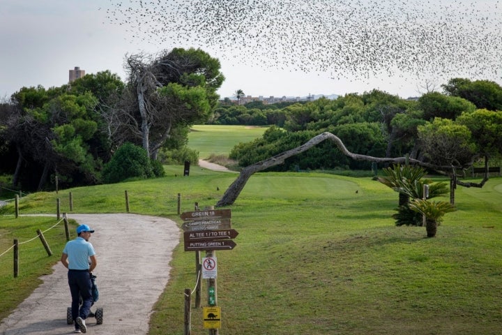 Aquí se hallan más de 300 especies de aves, lo que permite ver bandadas bailando sobre el campo.